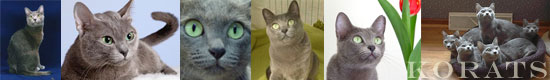 korat pedigree database