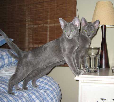 tara and igor